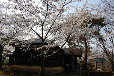もみじ園-桜