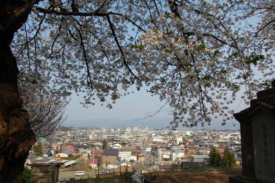 もみじ園-桜