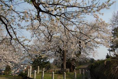 もみじ園-桜