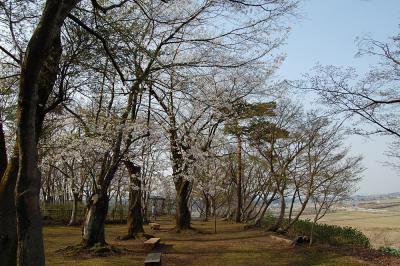 もみじ園-桜