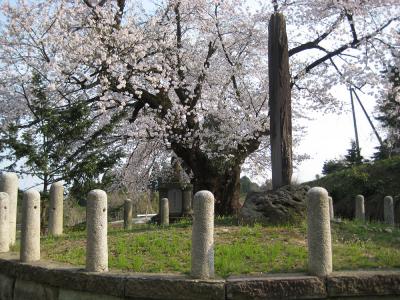 もみじ園-桜