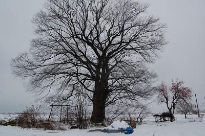 越路中沢 - 雪原の木
