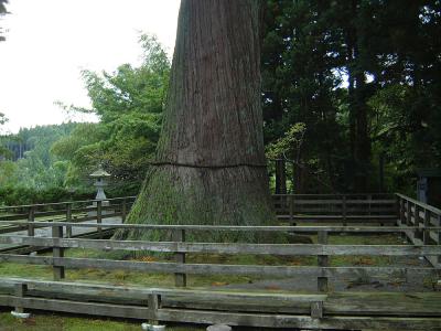 蓮花寺の大杉