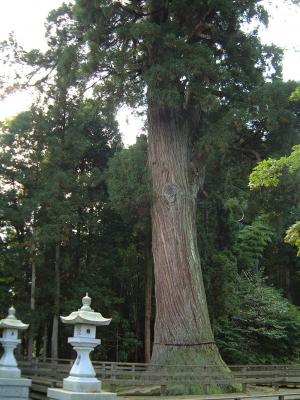 蓮花寺の大杉