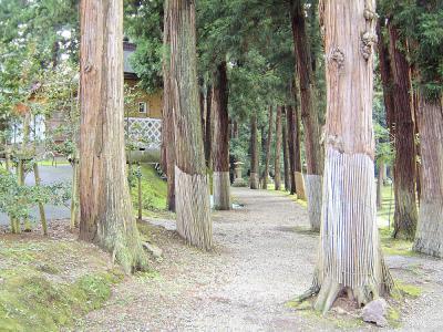 蒼柴神社 1