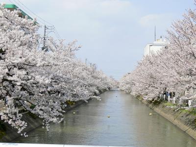 福島江 - 桜 (070415)