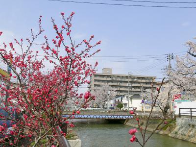 福島江 - 桜 (070415)