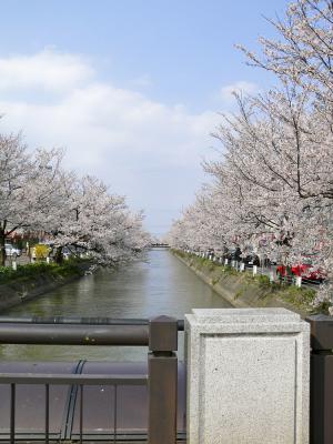 福島江 - 桜 (070415)