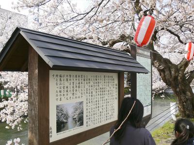 福島江 - 桜 (070415)