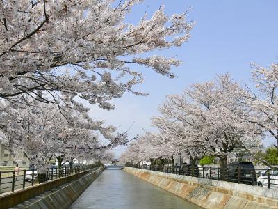 福島江 - 桜 (070415)