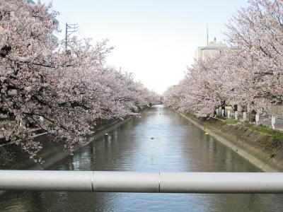 福島江 - 桜 (070419)