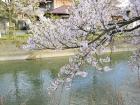 福島江 - 桜 (070419)