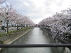 福島江 - 桜 (070419)