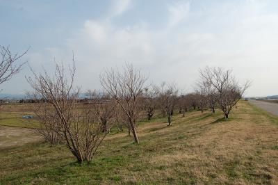 万本桜植樹帯（真野代新田）