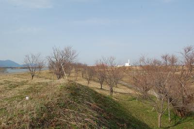 万本桜植樹帯（真野代新田）