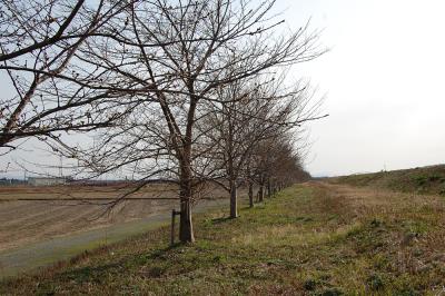 万本桜植樹帯（中之島中条）