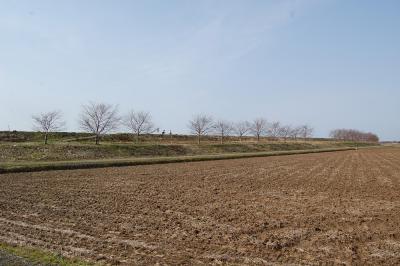 万本桜植樹帯（中之島中条）