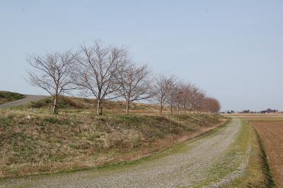 万本桜植樹帯（中之島中条）