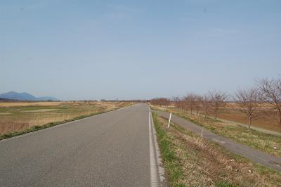 万本桜植樹帯（中之島中条）