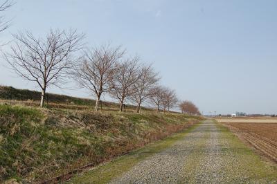 万本桜植樹帯（中之島中条）