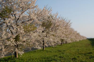 万本桜植樹帯（並木新田）