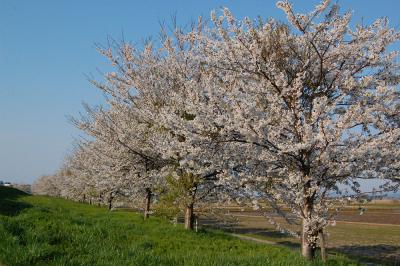 万本桜植樹帯（並木新田）