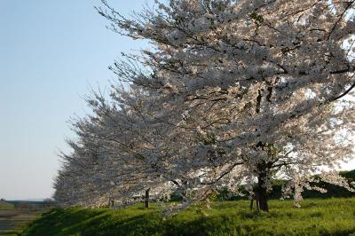 万本桜植樹帯（並木新田）