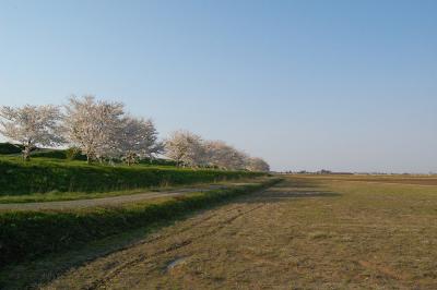 万本桜植樹帯（並木新田）