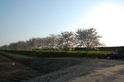 万本桜植樹帯（並木新田）