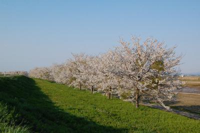 万本桜植樹帯（並木新田）