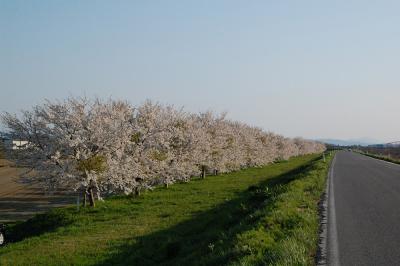 万本桜植樹帯（並木新田）