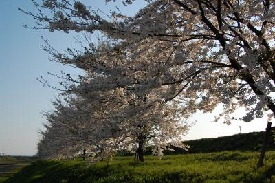 万本桜植樹帯（並木新田）