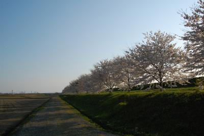 万本桜植樹帯（並木新田）