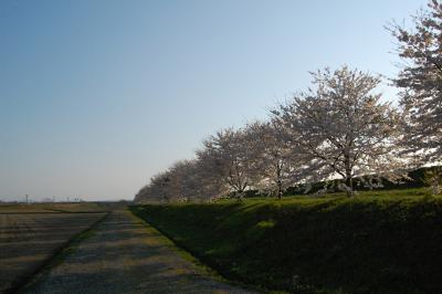 万本桜植樹帯（並木新田）