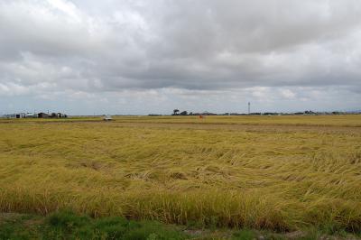 田園風景 中之島中条