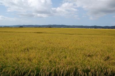 田園風景 中野西