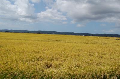 田園風景 中野西