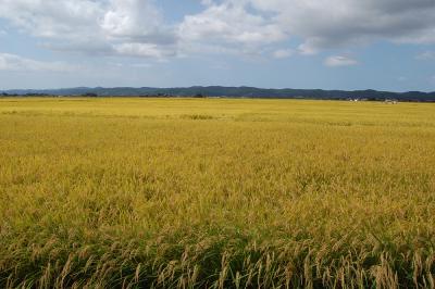 田園風景 中野西