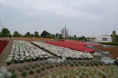 千秋が原ふるさとの森 花の広場 1