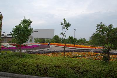 千秋が原ふるさとの森 花の広場 1