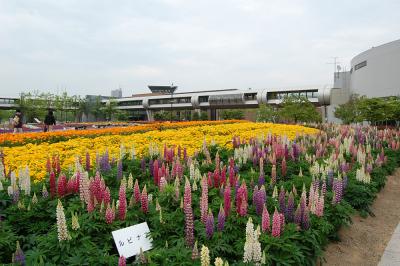 千秋が原ふるさとの森 花の広場 1