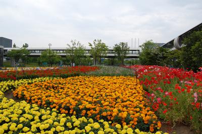 千秋が原ふるさとの森 花の広場 2