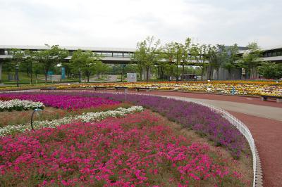 千秋が原ふるさとの森 花の広場 2