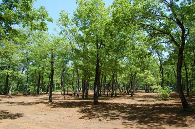 おぐに森林公園 林間広場