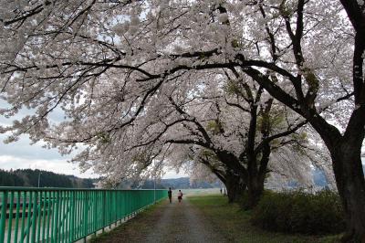 山本 - 調整池 - 桜