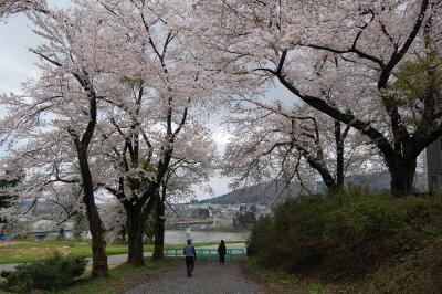 山本 - 調整池 - 桜