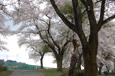 山本 - 調整池 - 桜