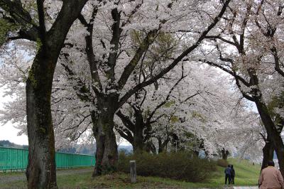 山本 - 調整池 - 桜