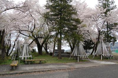 山本 - 調整池 - 桜