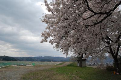 山本 - 調整池 - 桜